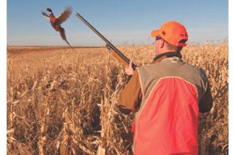 PHEASANT SEASON BEGINS WITH BIG NUMBERS