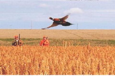 LATE SEASON HUNT 'ROOSTER'