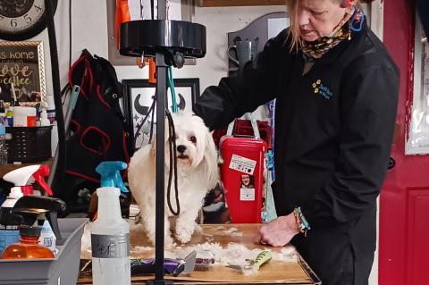 Article Image Alt Text