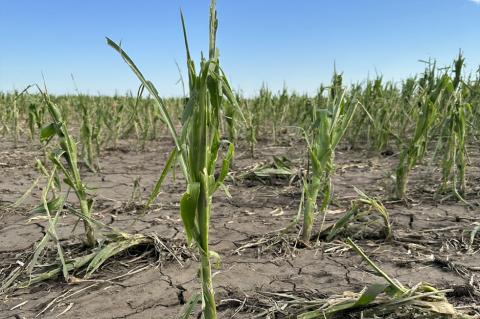 HAIL STORM TAKES A TOLL ON CROPS