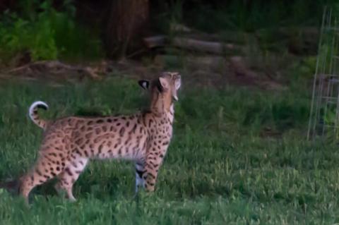 Article Image Alt Text