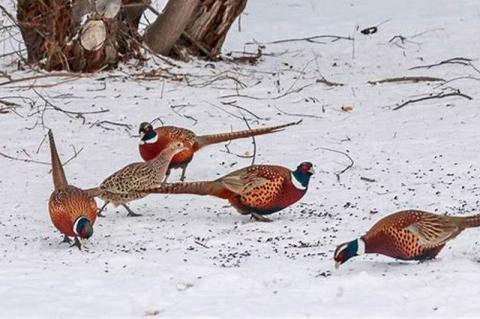 Article Image Alt Text