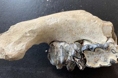 LARGE JAWBONE FOUND AT RAVINIA SAND PIT